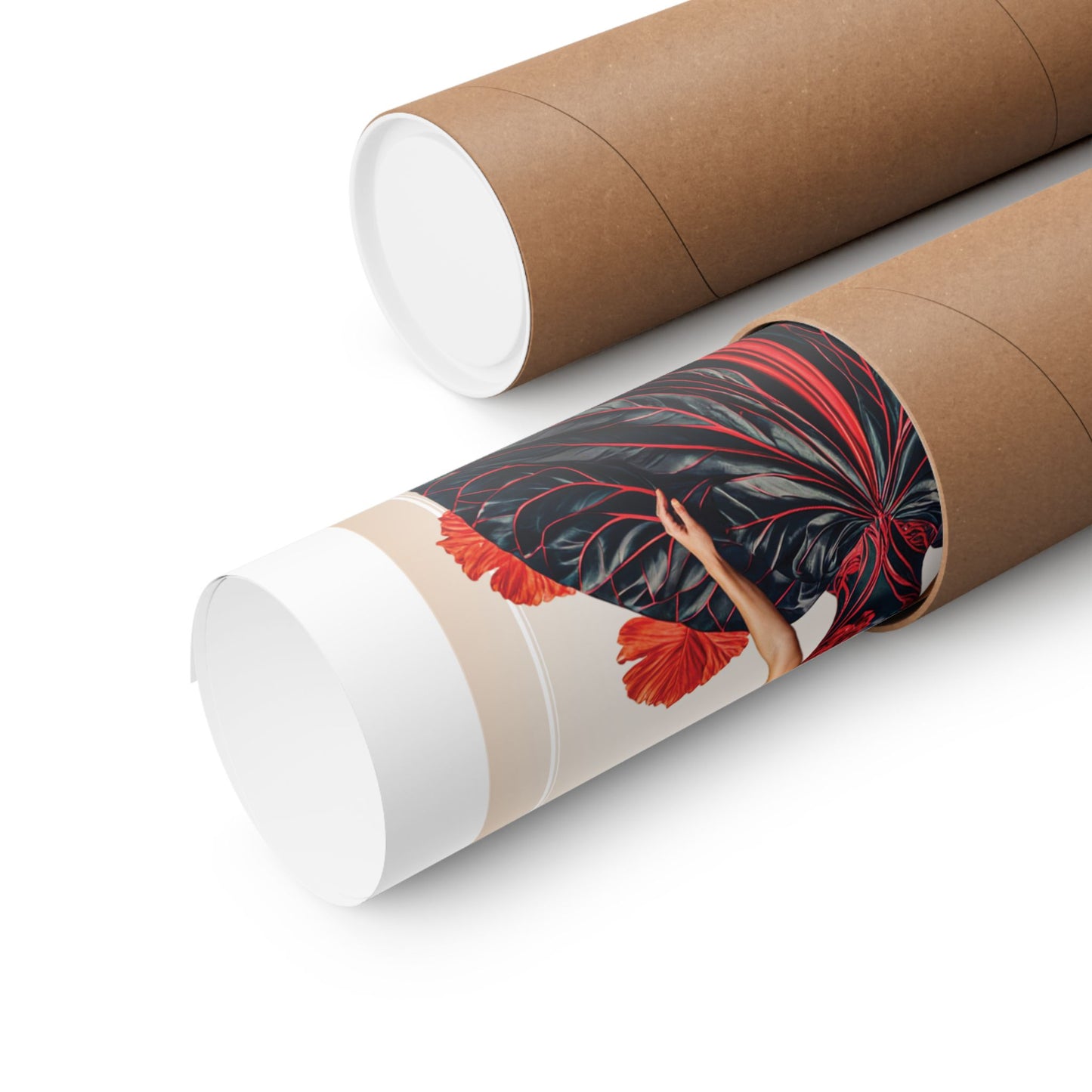 Rolled poster in a tube on a white background